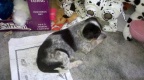 lupin